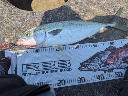 ワラサの釣果