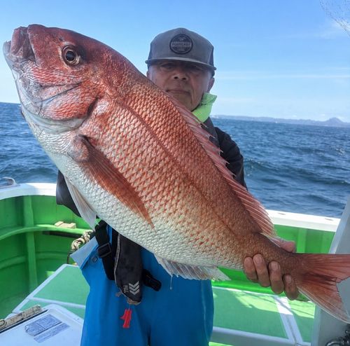 マダイの釣果