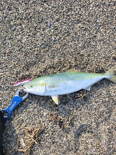 イナダの釣果