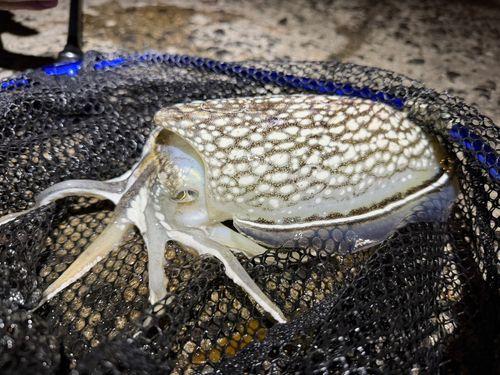 シリヤケイカの釣果