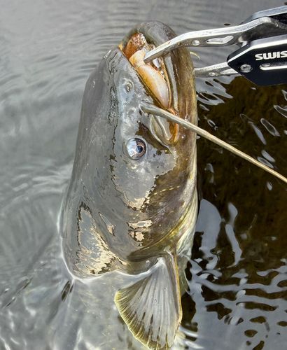 ナマズの釣果