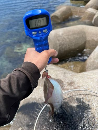 コウイカの釣果