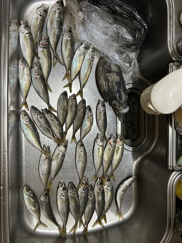 アジの釣果