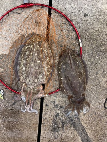 モンゴウイカの釣果