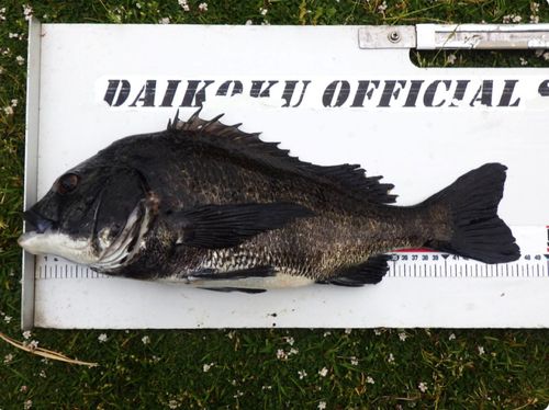クロダイの釣果