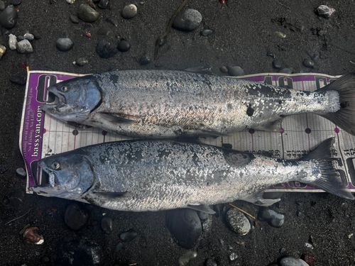 サクラマスの釣果