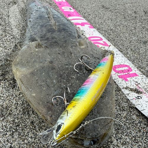 マゴチの釣果