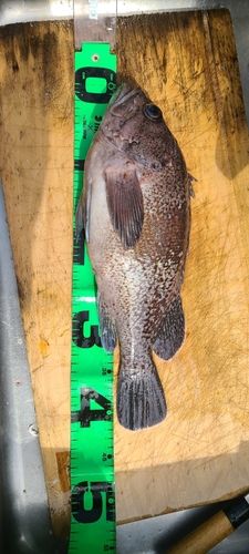 マゾイの釣果