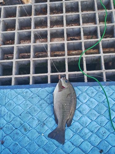 グレの釣果