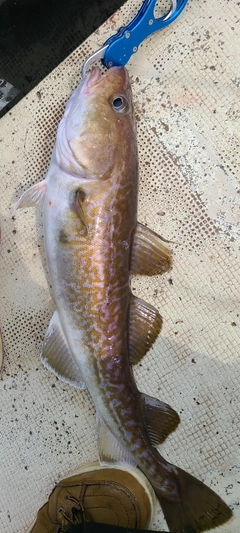 マダラの釣果