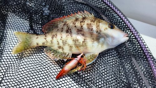 ハマフエフキの釣果
