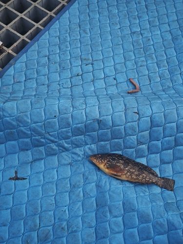 クジメの釣果