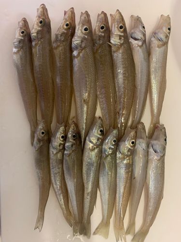キスの釣果