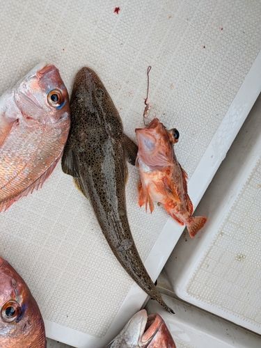 コチの釣果