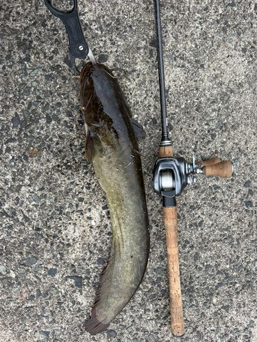 ニホンナマズの釣果