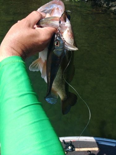 ブラックバスの釣果