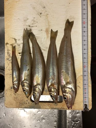 キスの釣果