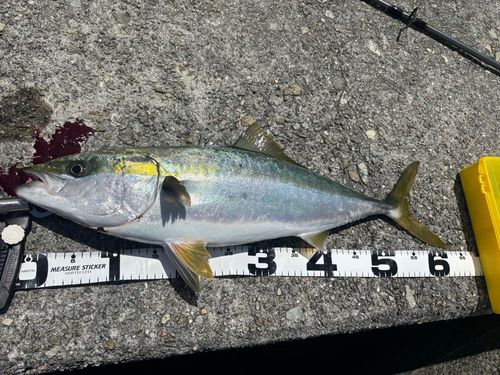 メジロの釣果