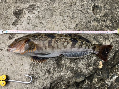 アイナメの釣果