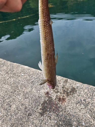 エソの釣果