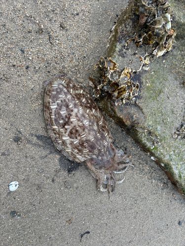 モンゴウイカの釣果