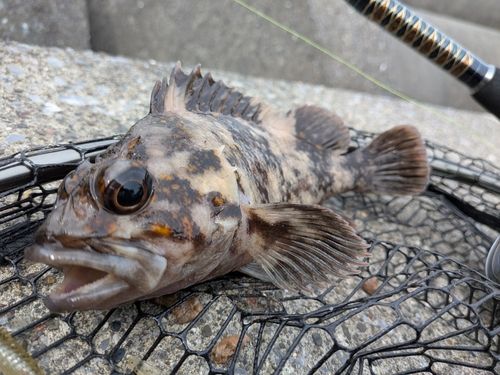 オウゴンムラソイの釣果