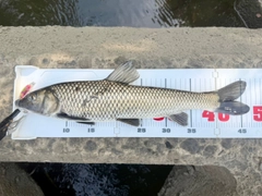 ニゴイの釣果