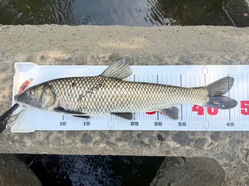 ニゴイの釣果