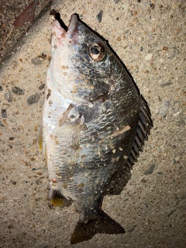 チヌの釣果