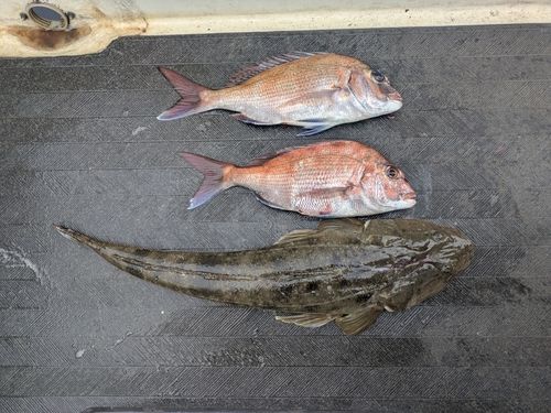 コチの釣果