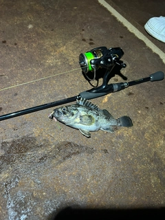 クロソイの釣果