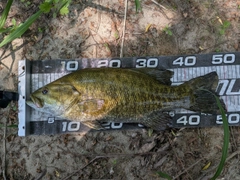 スモールマウスバスの釣果