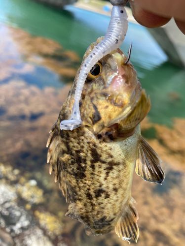 ソイの釣果