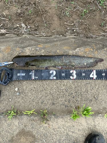 マナマズの釣果