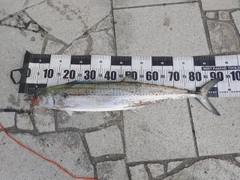 サワラの釣果