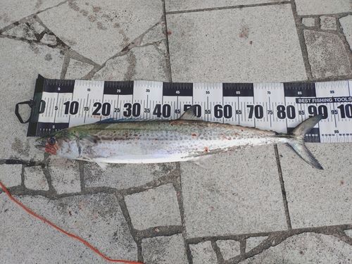 サワラの釣果