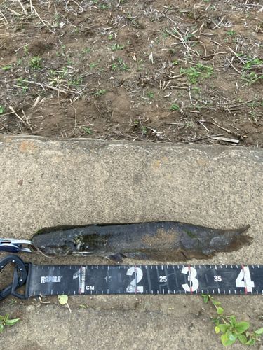 マナマズの釣果