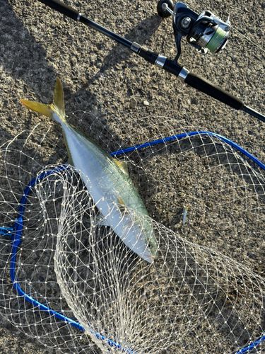 ハマチの釣果