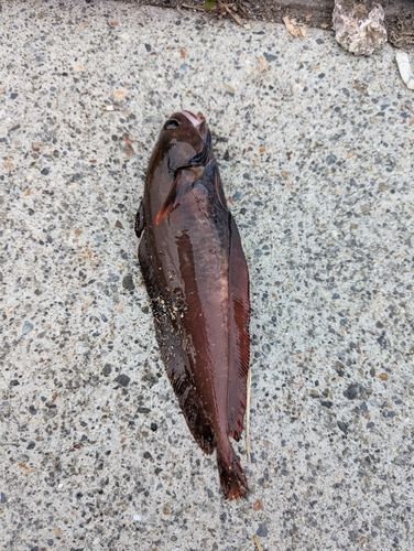 ドンコの釣果