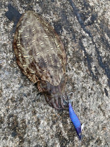 コウイカの釣果