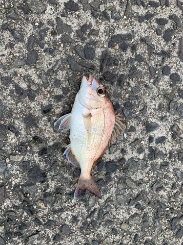 チャリコの釣果