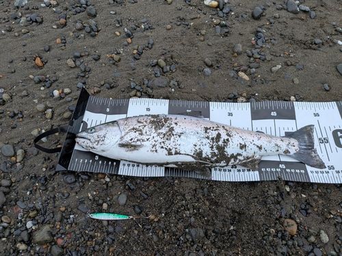 サクラマスの釣果