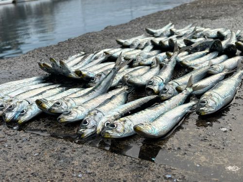 イワシの釣果