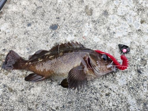 ガヤの釣果