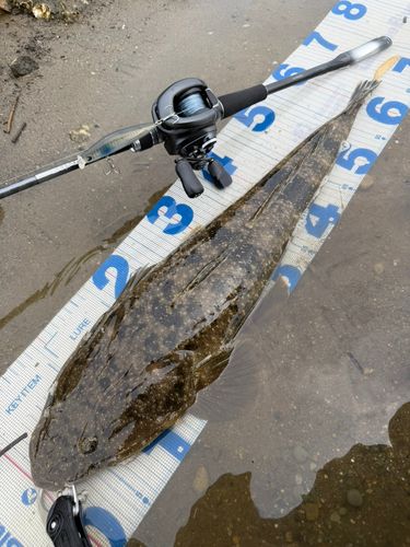 マゴチの釣果
