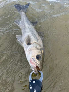 フッコ（マルスズキ）の釣果
