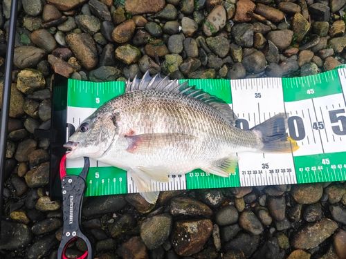 キビレの釣果