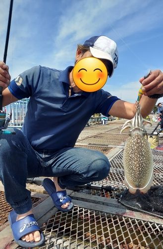 シリヤケイカの釣果