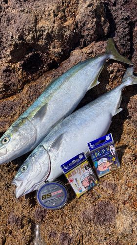 イナダの釣果