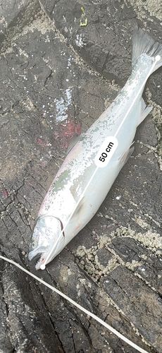 サクラマスの釣果